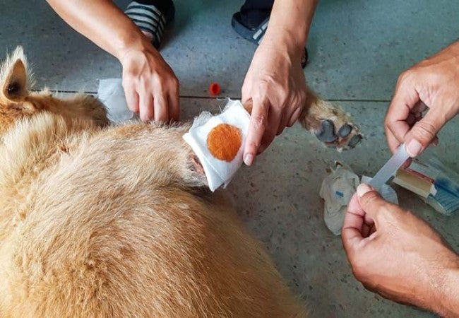 How to Safely Clean Your Dog’s Wound at Home: A Vet-Approved Guide for 2025 🩺🐶