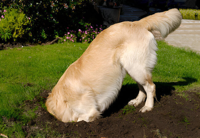 How to Stop Dog Digging in 2025 – Vet‑Approved Guide to Identify Causes & Redirect Behavior 🐶⛏️
