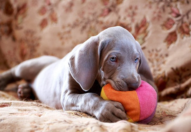 How to Stop Dogs from Chewing & Scratching Everything: A Vet’s Guide (2025) 🐶🛡️