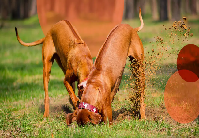 How to Stop Your Dog from Digging: A Vet’s Guide (2025) 🐶🛠️