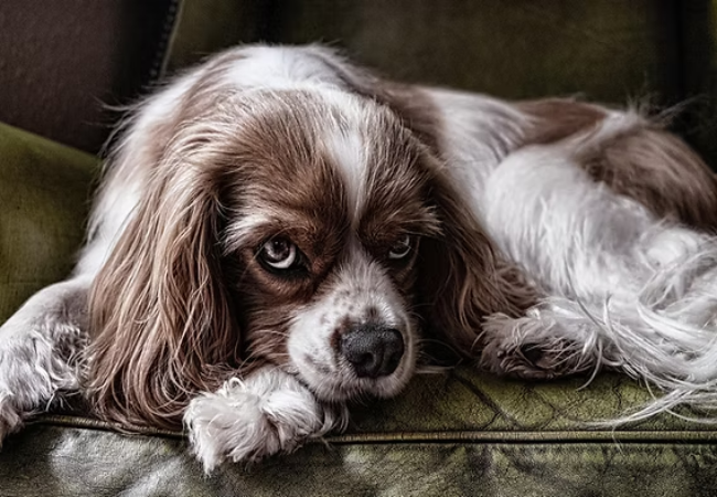 How to Stop a Dog from Barking: Gentle, Vet Approved Solutions for 2025 🩺🐶