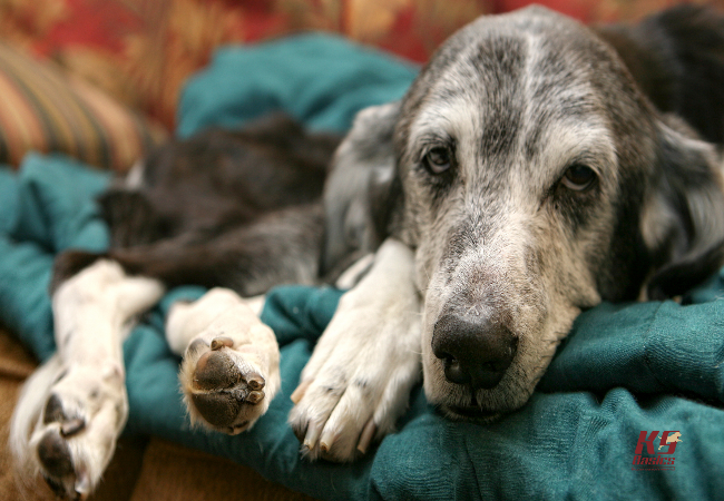 How to Support Senior Dogs Emotionally Vet Advice for Aging with Dignity🐶✨