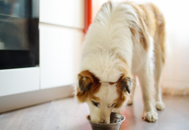 How to Switch Your Dog’s Food: A Vet’s Guide for a Smooth Transition (2025) 🐶🍽️
