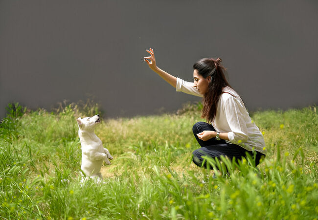 Veterinary Guide 2025 – How to Teach Your Dog to Bark & Daylight the “Quiet” Cue 🐶🩺