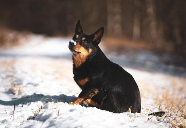How to Teach Your Dog to Go to the Bathroom in Snow or Rain: A Vet Approved Guide for 2025 🌧️❄️
