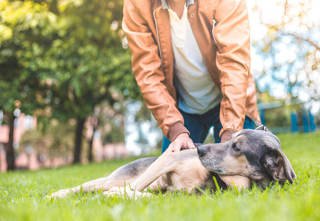 How to Teach Your Dog to Lie Down Anywhere in 2025 – Vet‑Approved 4-Step Guide 🐶🩺