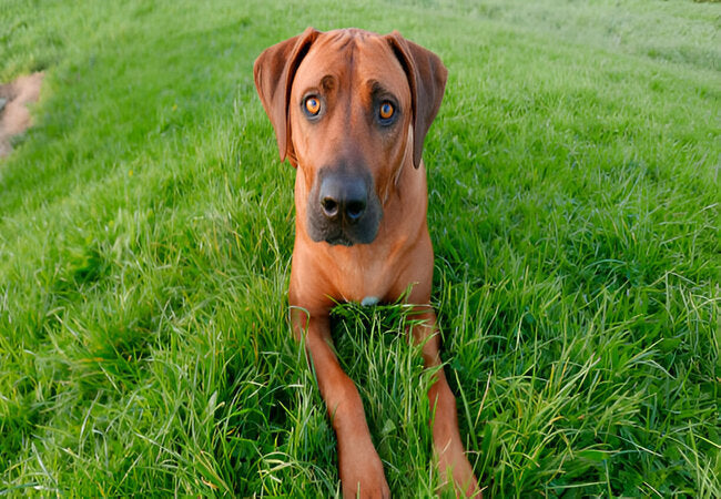 How to Teach Your Dog to Lie Down No Matter Where You Are in 2025 – Vet‑Approved Guidance 🐾🩺