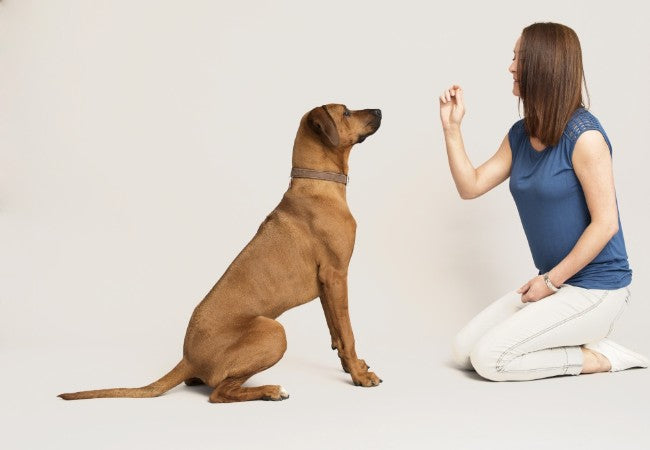 How to Teach Your Dog to Sit Anywhere: A Vet Approved Guide for 2025 🐶🐾