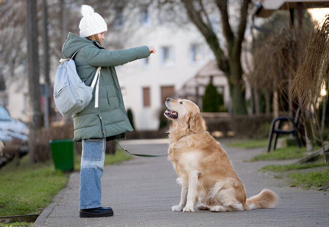 How to Teach Your Dog to Sit No Matter Where You Are – Vet‑Approved 2025 Training Guide 🐶🎓