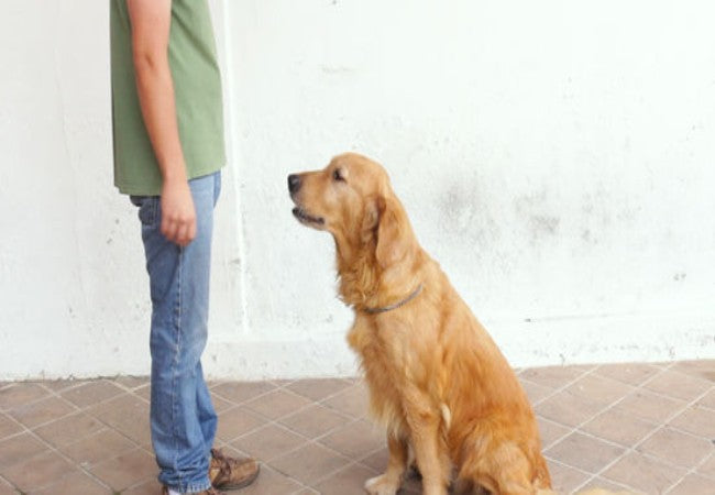 How to Teach Your Dog to Stay Anywhere: A Vet Approved Guide for 2025 🐶🐾