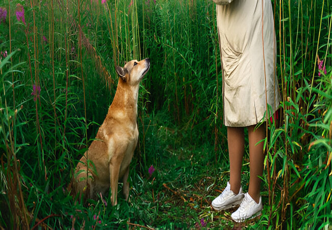 How to Teach Your Dog to Stay Anywhere in 2025 – Vet‑Approved Training Guide 🐶🩺
