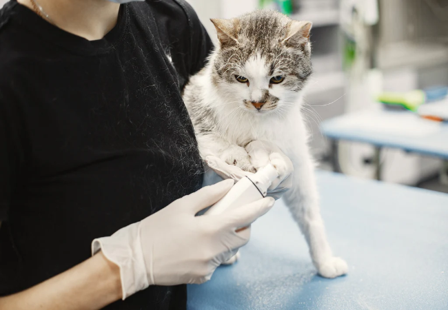 How to Tell If Your Cat Is in Pain