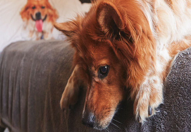 How to Tell If Your Dog Is in Pain