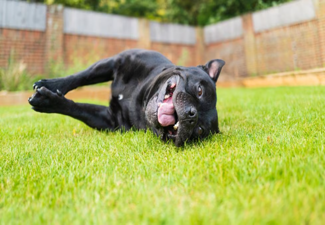 How to Tell If Your Pet Has Worms