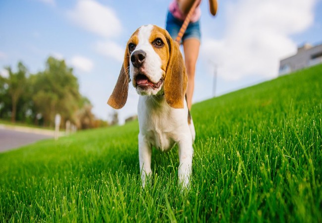 Loose Leash Walking 2025: Vet Guide to Calm, Pull-Free Walks 🐶✨