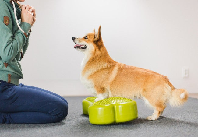 How to Train a Dog with Positive Reinforcement: A Vet’s Guide (2025) 🐶🎯