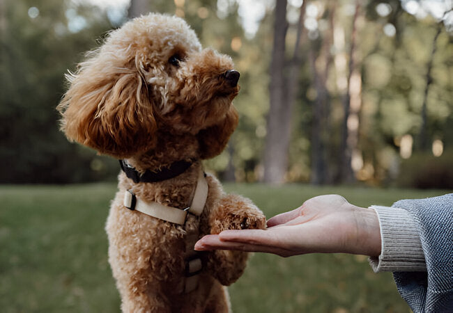 How to Train a Dog with Positive Reinforcement in 2025 – Vet‑Approved Guide to Bond‑Building Obedience 🐶🦴