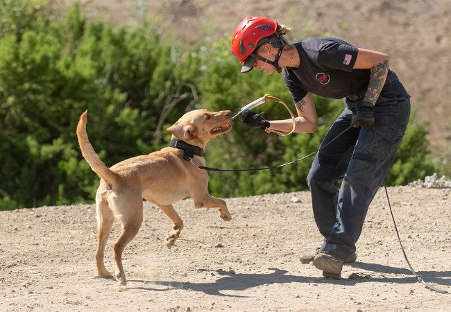 How to Train a Rescue Dog: A Vet Approved Guide for 2025 🐶🐾