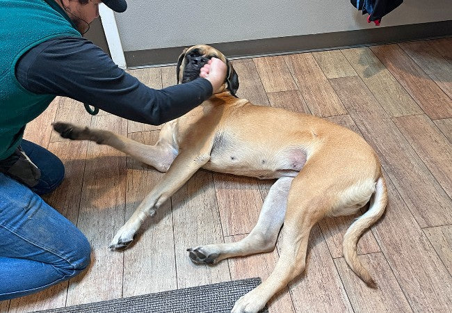 How to Train a Settle Command – Vet Steps for Teaching Calm on Cue🐶✨