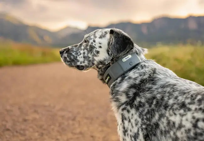 🐾 How to Use GPS Dog Tracking Collars to Help Your Pup Lose Weight in 2025 🐶
