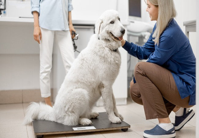 How to Weigh Your Dog at Home: Vet Approved 2025 Tips ⚖️🐶