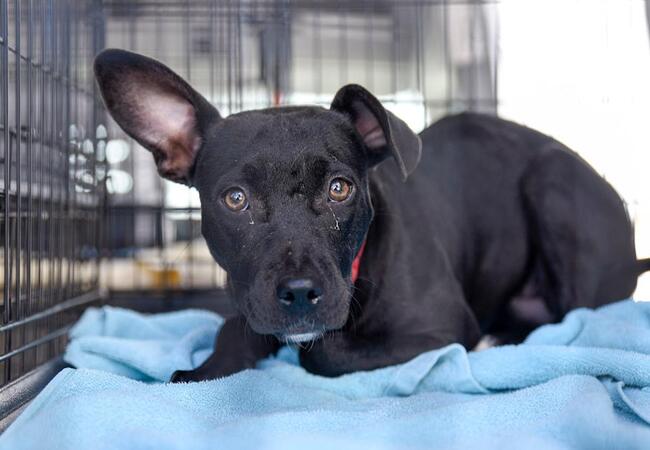 Hurricane Safety for Pets: 2025 Vet-Approved Survival Guide 🐕🌪️