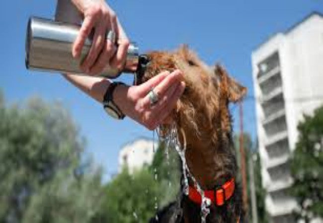 Hydration for Dogs on Natural Diets How Much Water They Really Need🐾