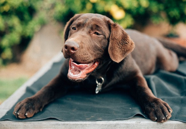Hypertrophic Osteopathy in Dogs: Vet-Approved Causes, Symptoms & Treatments (2025 Guide) 🩺🐶🧠