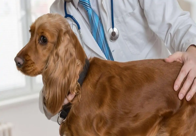 IMHA in Dogs: Vet’s 2025 Guide to Immune‑Mediated Hemolytic Anemia 🩸🐶