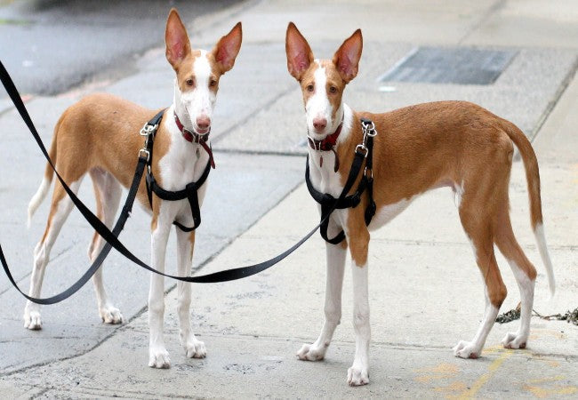Ibizan Hound 2025 Guide: Temperament, Care & Training 🐶