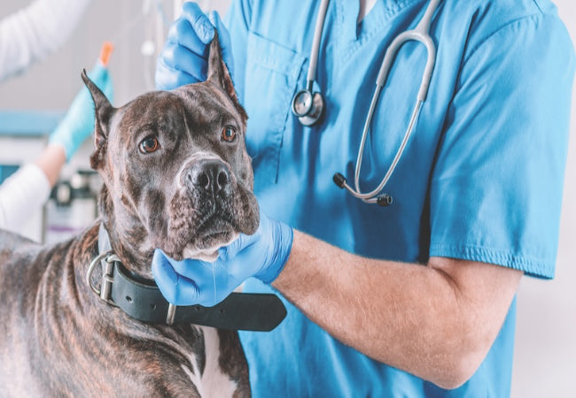 What to Do If Your Pet Eats Something Toxic