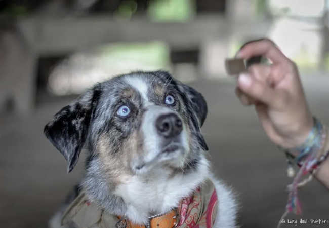 Impulse Control for Dogs: Vet Tips for Patience & Focus 🐶✨