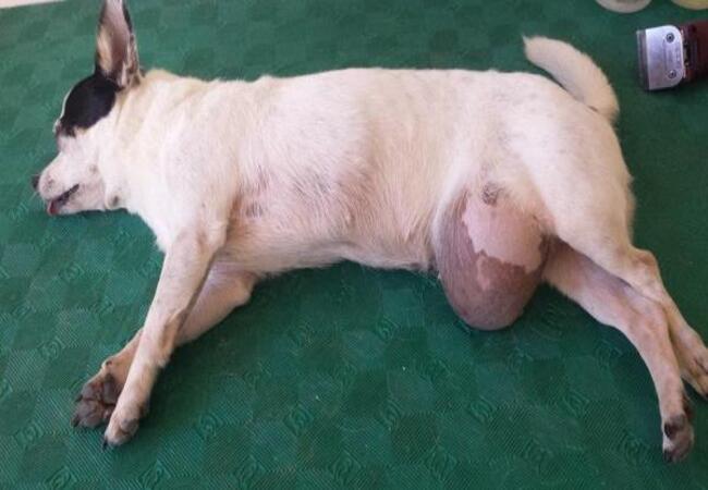 Inguinal Hernia in Dogs 2025: Veterinary Guide 🩺🐾