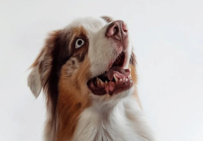 Insulinoma in Dogs: Vet’s 2025 Guide to Signs, Diagnosis & Care 🐾💉