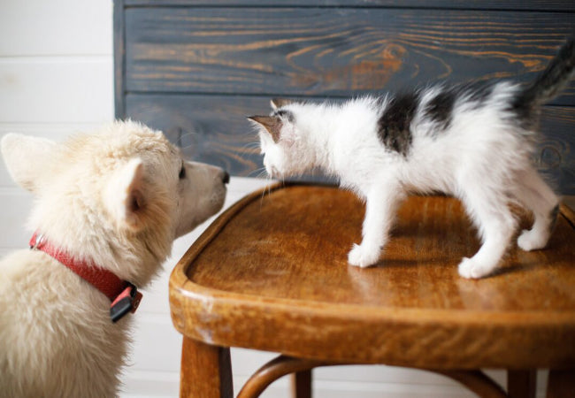 Introduce a New Pet 2025: Vet Tips for a Smooth Transition 🐶🐱✨