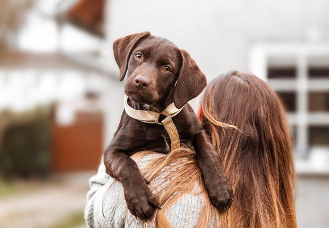 Introducing a New Puppy to Your Resident Dog: A Vet Approved Guide for 2025 🐶🐾