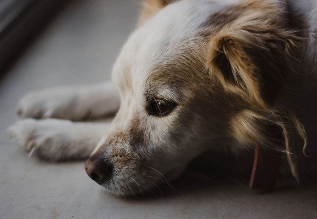Introverted Dogs 2025: Vet Backed Insights on Understanding & Supporting Quiet Canines 🐶