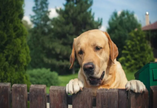 Invisible Fence for Dogs 2025: Vet Guide to Safety, Training & Humane Alternatives 🐾
