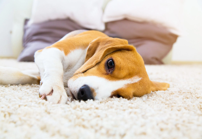 Invisible Illnesses: Subtle Signs Your Pet Might Be Hiding a Problem 🐶✨