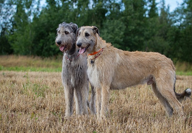 Irish Dog Breeds – 2025 Vet Approved Guide to Temperament, Health & History 🍀🐶