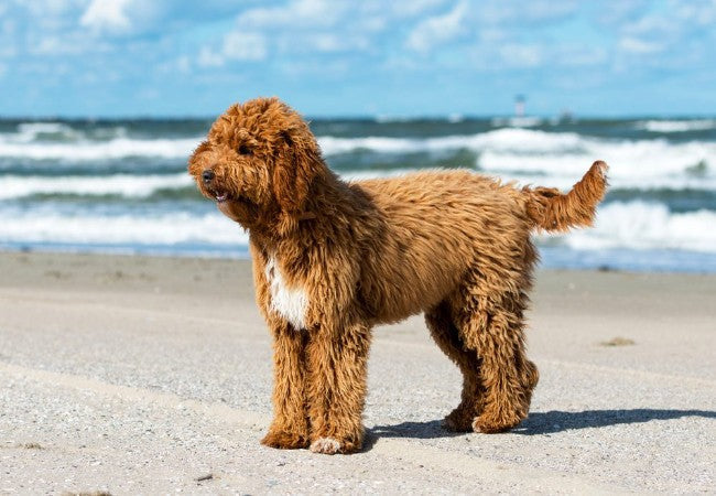 Irish Doodle 2025 Guide: Temperament, Care & Training 🐶