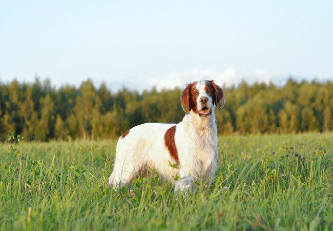 Irish Red & White Setter 2025 Guide: Temperament & Care 🐶