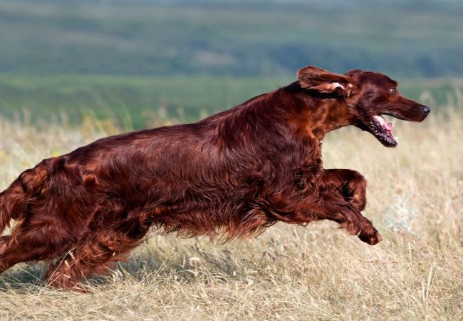 Irish Setter 2025 Guide: Temperament, Care & Training 🐶