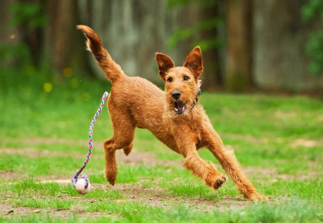 Irish Terrier 2025 Guide: Temperament, Care & Training 🐶