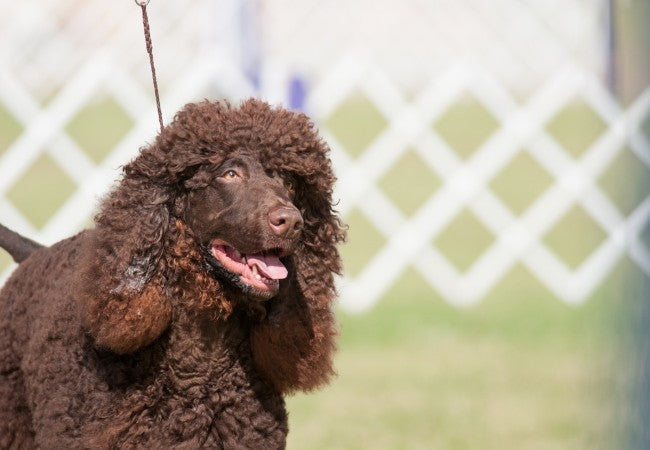 Irish Water Spaniel 2025 Guide: Temperament, Care & Training 🐶