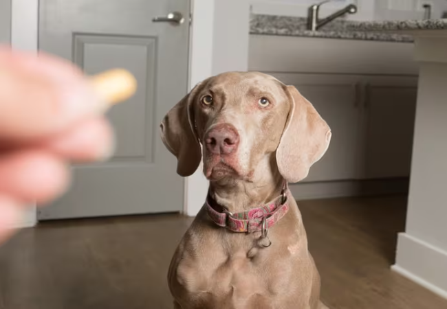 Is Imodium Safe for Dogs in 2025? Vet Reviewed Guide to Loperamide Use 🐶💊