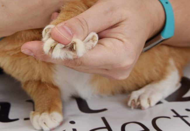 Is It Legal to Remove Cat Nails? A Vet’s Guide to Declawing Laws & Ethics (2025) 🐾⚖️