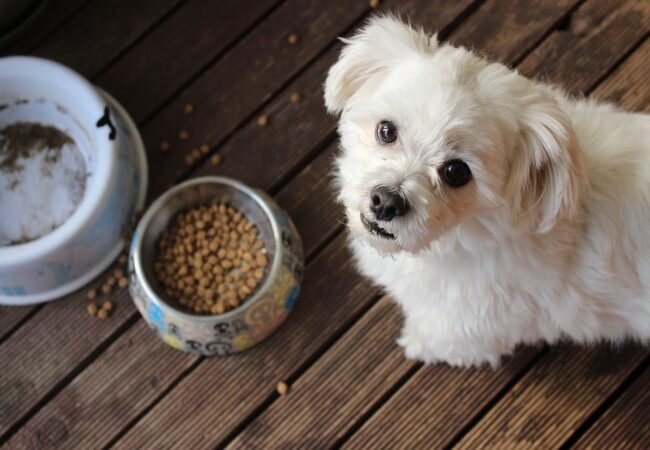 Is Limited‑Ingredient Dog Food Right for Your Dog? A Vet’s 2025 Guide 🐶🥣