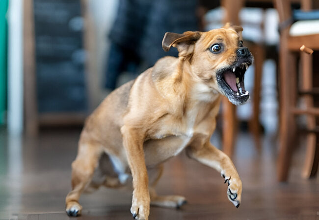 Is My Dog Mad at Me? Vet Insights 2025 🐾