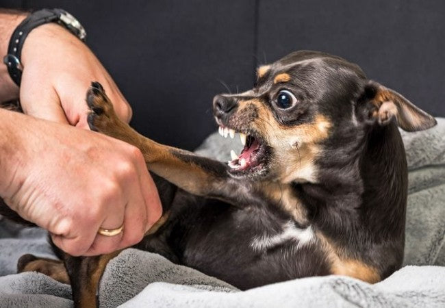 Is My Dog Mad at Me? Vet-Approved Guide to Canine Emotions 2025 🐶🐾